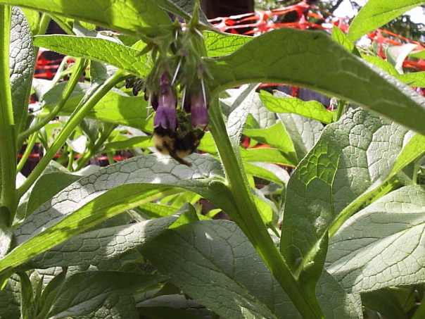 Bee's love comfrey