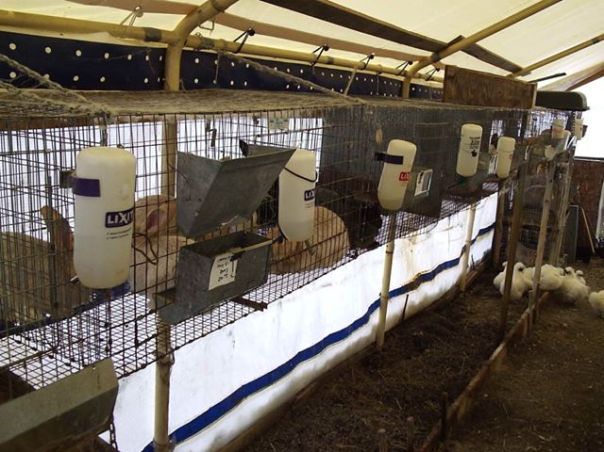 Creme D Argents over worm bin