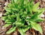 Fall comfrey bare rooted&nbsp;plants